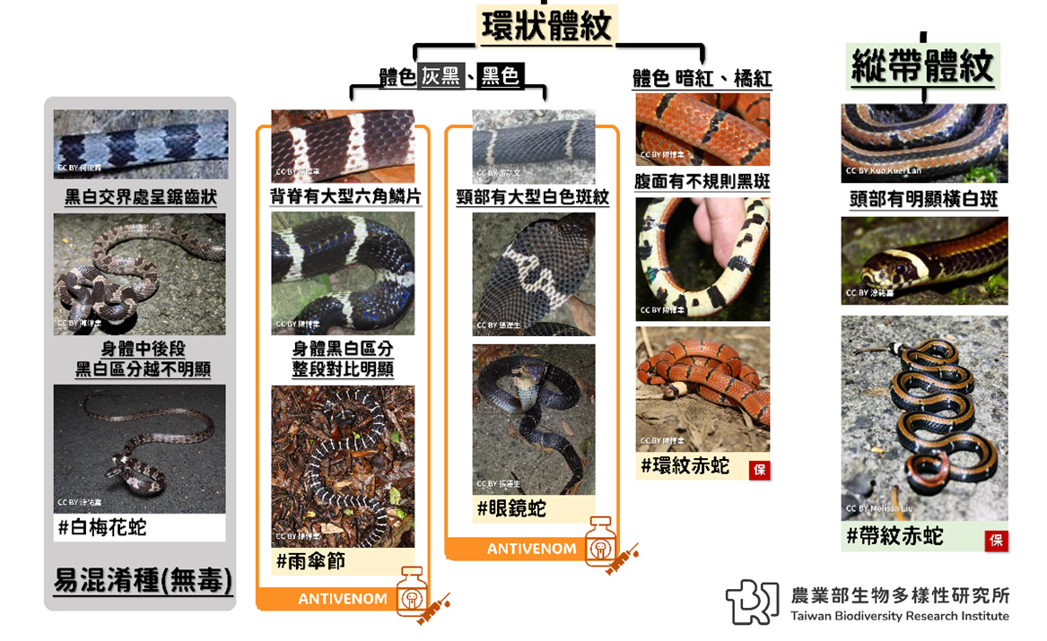 環狀和縱帶體紋