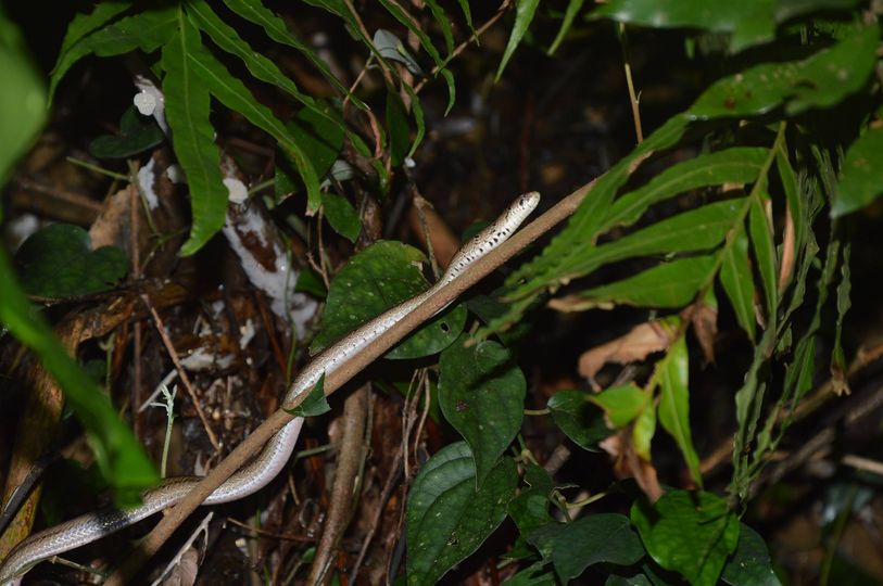 first snake occurrence