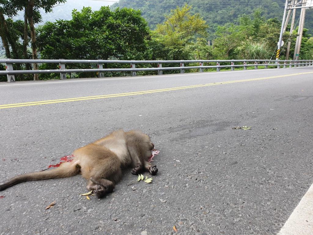 路殺編號：171559